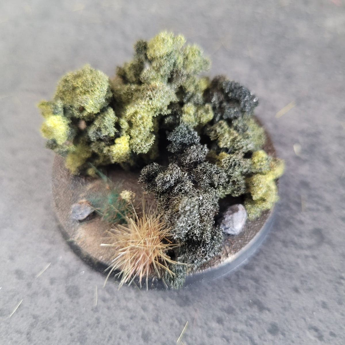 Grasses - Weedy Scrub
